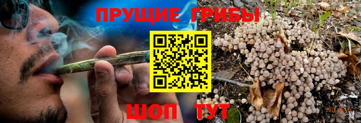 Урус-Мартан  Псилоцибиновые грибы Cubensis  Псилоцибиновые грибы ЛСД  Вход с VPN 